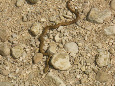 Natrix tesselata